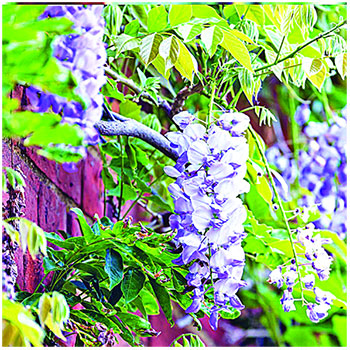 তানভীর আহমেদ